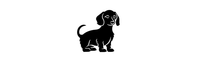 dachshund dog isolated on white background