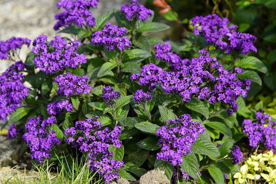 Heliotropium arborescens, the garden heliotrope or just heliotrope, is a species of flowering plant in the borage family Boraginaceae, native to Bolivia, Colombia, and Peru.