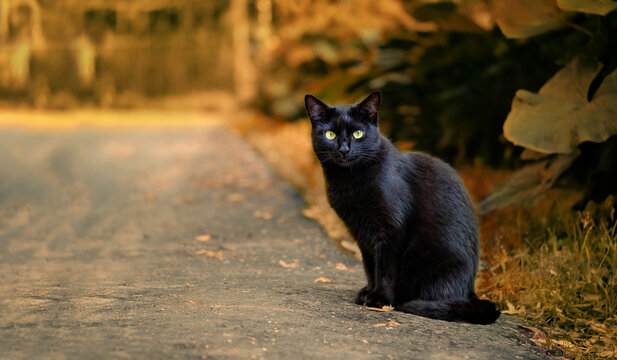 black cat sitting on road in autumn garden, blurred natural background. autumn season. Beautiful witch Cat carefully look to camera. symbol of witchcraft, magic, Halloween. template for design - Powered by Adobe