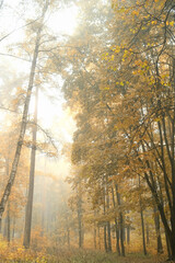 Obraz premium autumn abstract forest background. foggy day in nature. fall season. wet cold fog weather. Misty landscape with autumnal foliage trees, natural abstract backdrop.