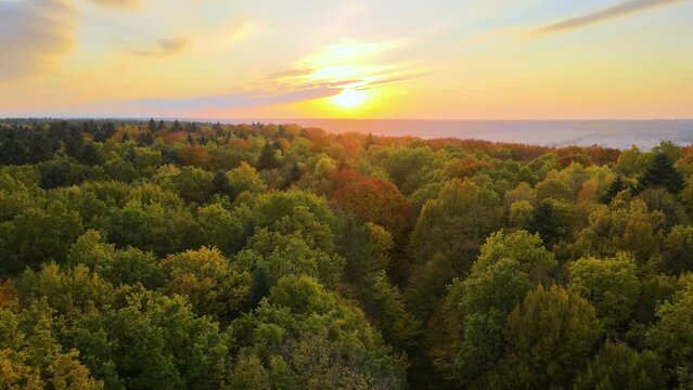 Aerial view of lush forest with colorful canopies in autumn woods on sunny evening. Landscape of autumnal wild nature at sunset