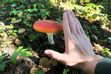 The hand of person is take Red fly agaric, a dangerous poisonous mushroom for humans, not edible