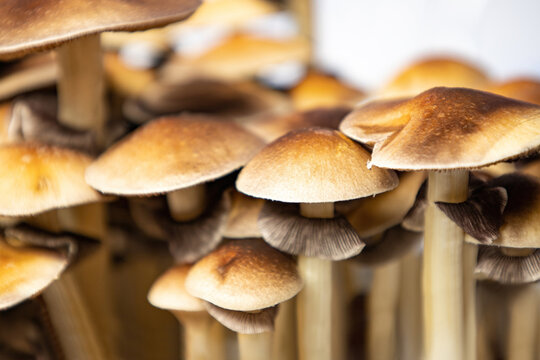 Many mushrooms of the species Psilocybe cubensis Argentina on a white background.