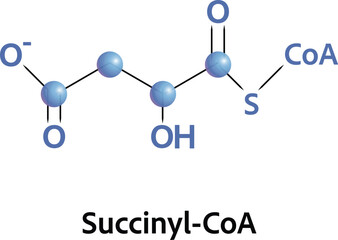 Succinyl CoA is an important intermediate in the citric acid cycle, where it is synthesized from α-ketoglutarate, adding  coenzyme A during the process - 649698400