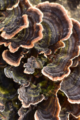 Trametes versicolor Baumpilz