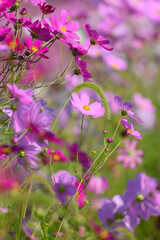 八雲町噴火湾パノラマパークのコスモス畑