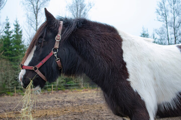 Pferd von der Seite © Eva-Maria Pollich
