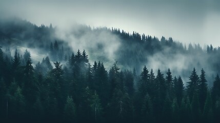 Pine forest in the valley on a foggy morning Fresh green atmosphere. Adventure outdoor nature mist...