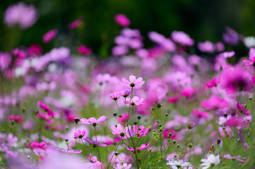 八雲町噴火湾パノラマパークのコスモス畑