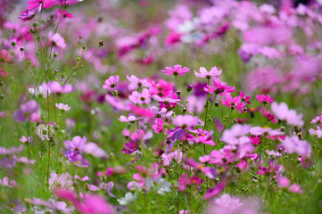 八雲町噴火湾パノラマパークのコスモス畑