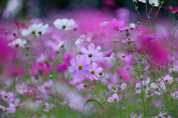 八雲町噴火湾パノラマパークのコスモス畑
