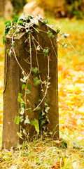 alter Grabstein verwachsen mit Efeu im herbstlichen Waldfriedhof