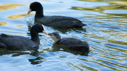 wilde Bl&auml;shuhnfamilie mit Jungtier am Wasser bei der F&uuml;tterung