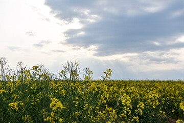 Rapsfeld in voller Bl&uuml;te vor epischem Himmel mit Sonne und Wolken 