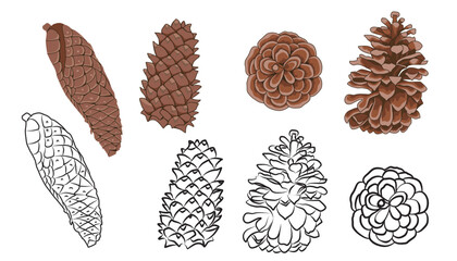 A collection of pinecone illustrations, including hand-drawn black and white line art.