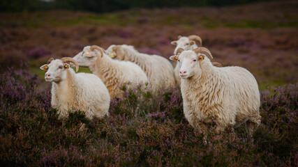 Moorland sheeps staying in blooming heather.  Sheeps graze amidst the violet splendor of the blooming heather. Sheep assistence in managing vegetation through grazing in heather-rich grouse moors. - obrazy, fototapety, plakaty