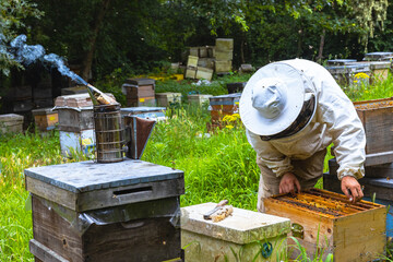 Apiculture or beekeeping background photo. Bee smoker on the beehive in apiary.