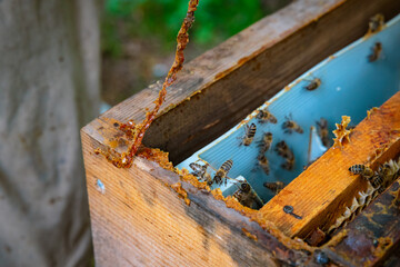 Propolis or bee glue on the beehive. Beekeeping or apiculture background