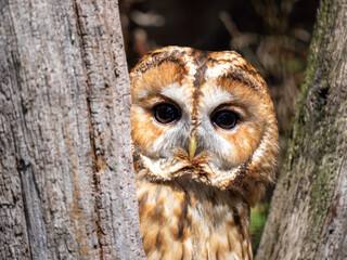 Tawny Owl Head Close Up