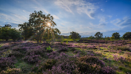 Moorland landscape in evenning light featuring a oak tree and blooming heather. The sun's rays...