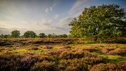 Moorland landscape in evenning light featuring a oak tree with foliage glisten in the warm evening...