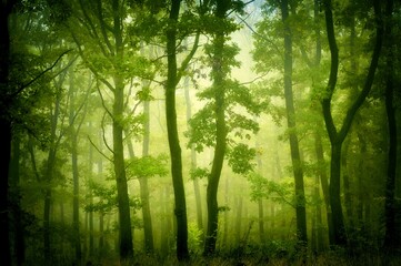 Green forest in fog
