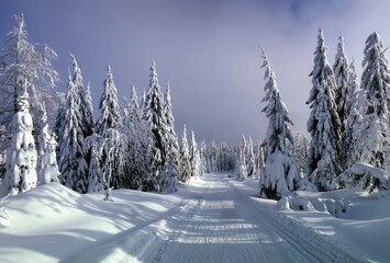 Cross country track leading among snow covered spruce trees