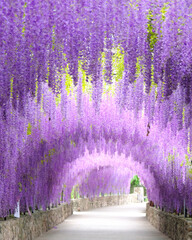 Beautiful Wisteria flower tunnel 