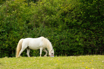 Fototapeta premium White horse pony grazing against dark hedge. All that’s needed is a horn and it could be a fabled Unicorn.