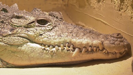 Obraz premium Deadly Alligator Resting and Staring at the Camera