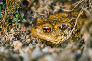 toad sitting on the ground, amphibian buried in the soil, green frog with orange eyes