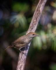  Eurasian Blackcap, Sylvia atricapilla