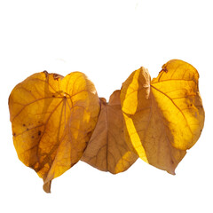 Branch with orange leaves isolated PNG photo with transparent background. High quality cut out scene element.