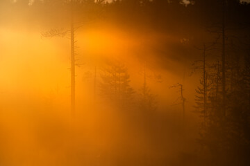 A beautiful misty autumn morning in taiga, Finland