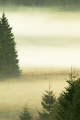 Beautiful misty morning in Mochamps - wildlife viewpoint, St. Hubert forest, Belgium Ardenne.