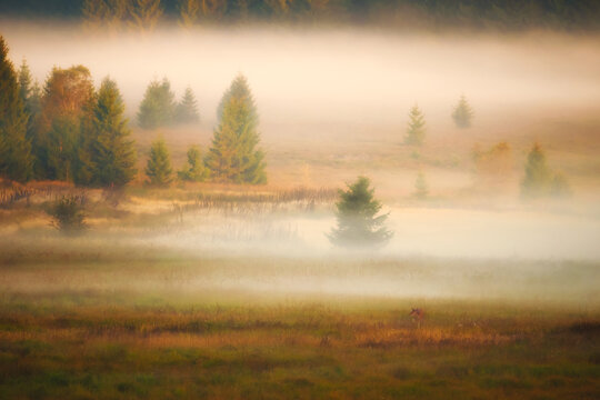 Beautiful misty morning in Mochamps - wildlife viewpoint, St. Hubert forest, Belgium Ardenne.