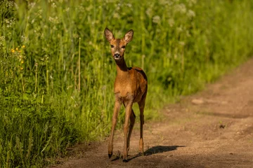 Gordijnen Young roe deer on a forest path © mellsva