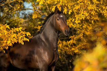 Beautiful horse in fall park