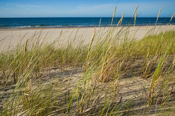 Trawy na Bałtyckich wydmach, grass on the Baltic dunes - obrazy, fototapety, plakaty