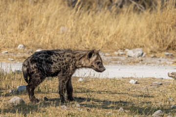 Hyène tachetée, Lycaon debout dans la savane