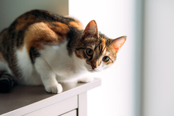 cat sitting on the dresser