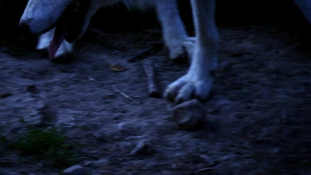 Slow-motion: Polar wolf paws sprinting on compacted soil.