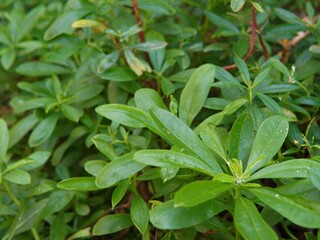 Green leaf of Talinum paniculatum plant