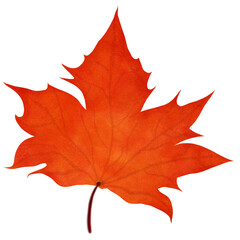 maple leaf
