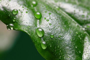 Coffee leaf with drops. Dew spotted or raindrops on green coffee​ leaves. Shallow depth of field