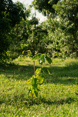 Coffee trees in the garden in beautiful light