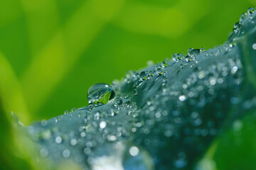 Large beautiful drop of transparent rain water on a green leaf. Macro. Shallow depth of field&