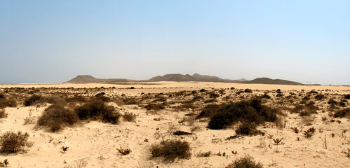 The desert life - 649753674