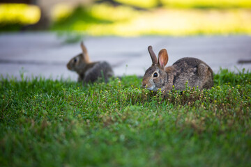 A pair of small rabbits in an urban environment. Wild animals often wander into cities and towns.  © Szabi