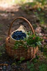 Fototapeta na wymiar Blueberries and lingonberries in a wooden mug stands on a green fluffy moss. The season of harvesting wild berries, forest picture